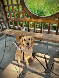 <p>Moon, a golden retriever labrador cross, sits facing the camera, in harness, with a wooden bench and some lattice work framing the greenery behind her. </p>