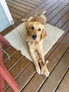 <p>Moon, a golden retriever labrador cross, is laying on a fleece rug on the deck outside of her foster care home. She has a Benebone wishbone between her front paws and is looking up at the camera. </p>