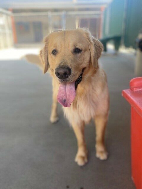 Mosey is standing in an enclosed outdoor area.