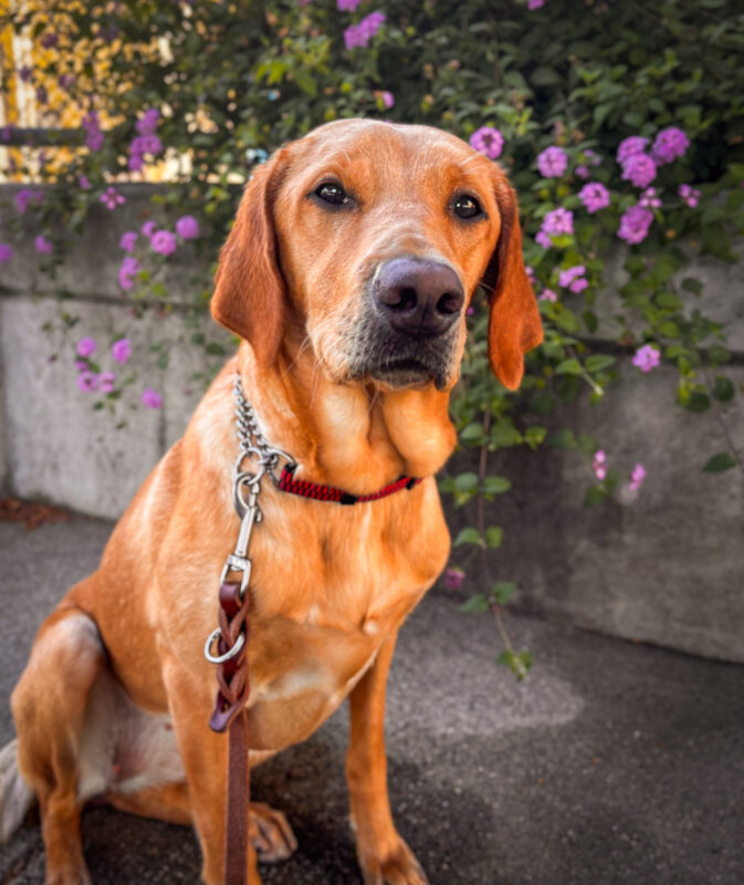 <p>Neila sits on a pathway in front of purple flowered bushes looking sweetly at the camera</p>