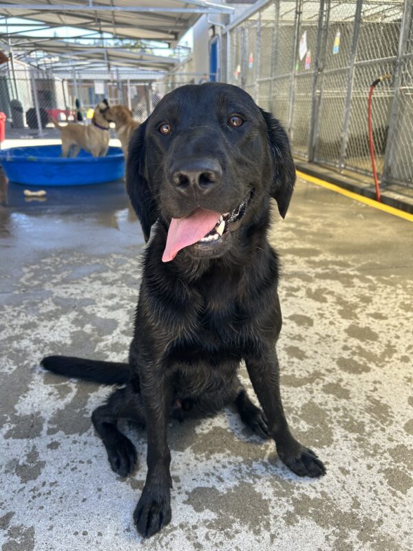 Nils sits in the community run area of his kennel. His fur is wet and his ears are down and relaxed as he poses for the camera with his tongue out to the side. The ground is wet with dog prints all around him and two dogs are playing in the pool in the background.