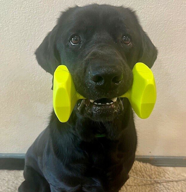 Black Lab Norway sitting with a bright yellow dumbbell in his mouth. His little hairs by his ears are standing straight up as if he has bed head.