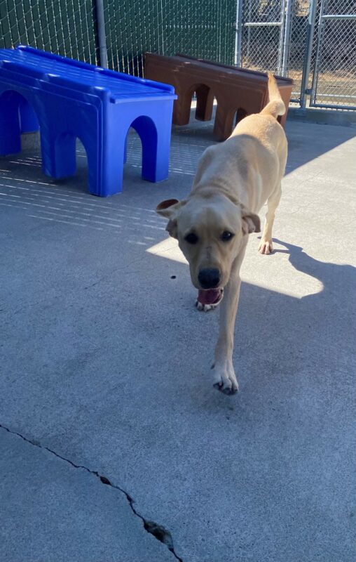 Orson bounds towards the camera. He is running in a play yard. His tail is mid wag, his ears are fluffy and his mouth is open in a smile.
