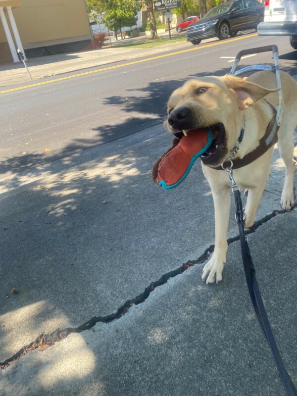 Orson is walking towards the camera in harness. He has a soft toy in his mouth, which he is very proud to tote. His one canine tooth is exposed. The sun is casting a shadow of a tree in the background.