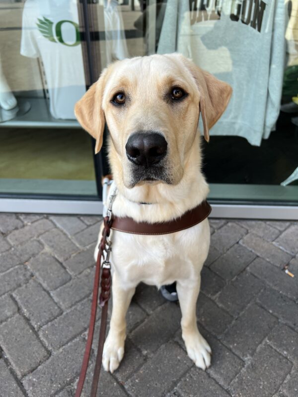Handsome yellow lab, Pax, is looking very regal while wearing his leather guide harness and hind booties. He is sitting politely on a brick pathway in front of a store selling clothing.