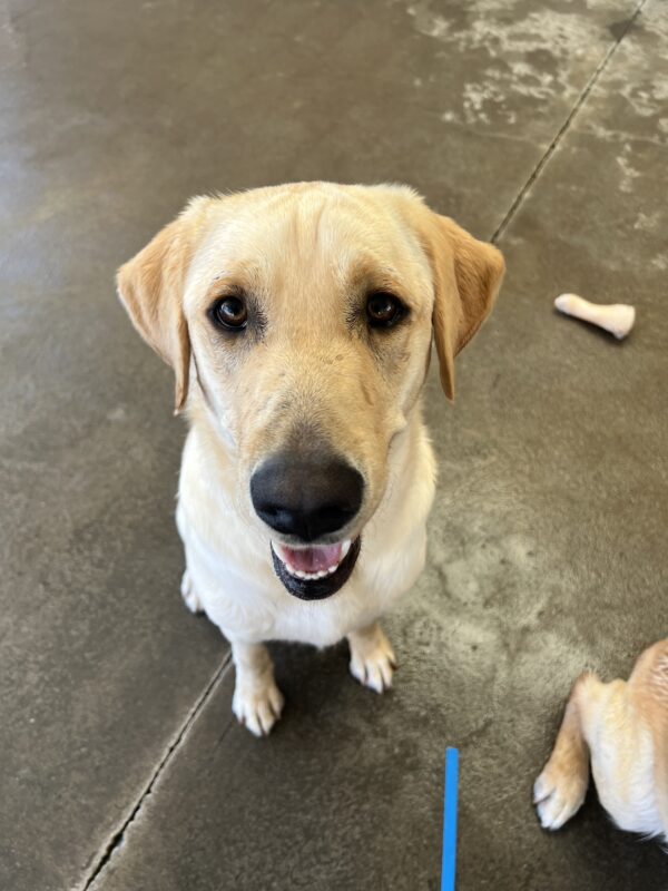 Pax, a male yellow lab, is sitting with a big smile on his face. He is in the community run area of the Oregon campus and there is a nylabone behind him. He looks eager for playtime.