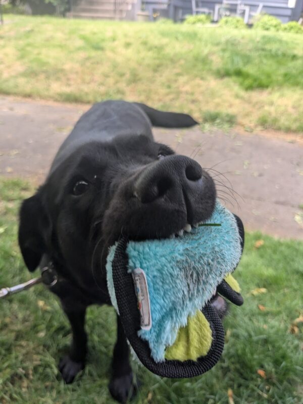 A close up of Hedy holding a blue and green hedgehog toy. A couple of her little top teeth are showing. She's partially on a sidewalk with grass around it.