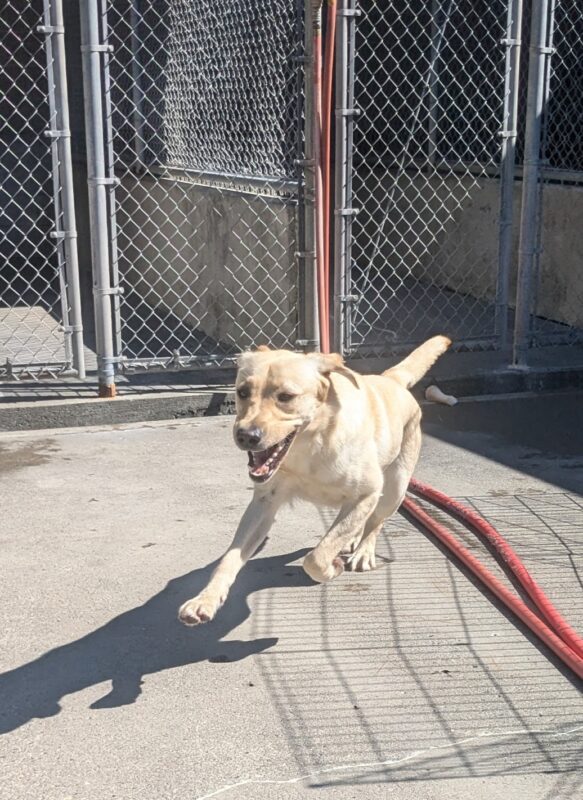 Barley is running in front of the camera. She has a big wide smile on her face with her tongue out and ears back flying in the wind. the kennel runs are in the background and a red hose is on the ground.