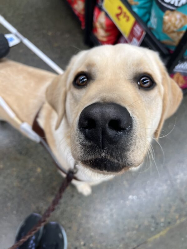 Male yellow lab, Patton, is looking up towards the camera. He is wearing his harness and looking absolutely adorable. Groceries can be seen in the background.