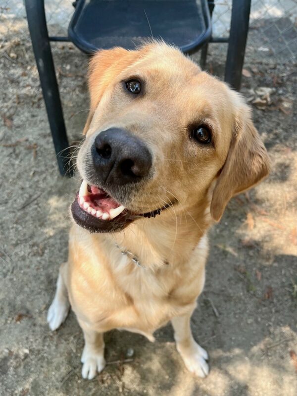 Close-up shot of Powder off-leash in a play area on campus. Powder is sitting, looking up at the camera with vivid eyes and an inquisitive tilt to her head.