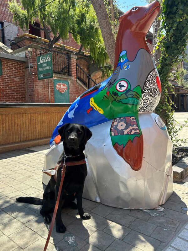 Prima sits in harness next to a large statue of a sea lion while working in San Francisco.