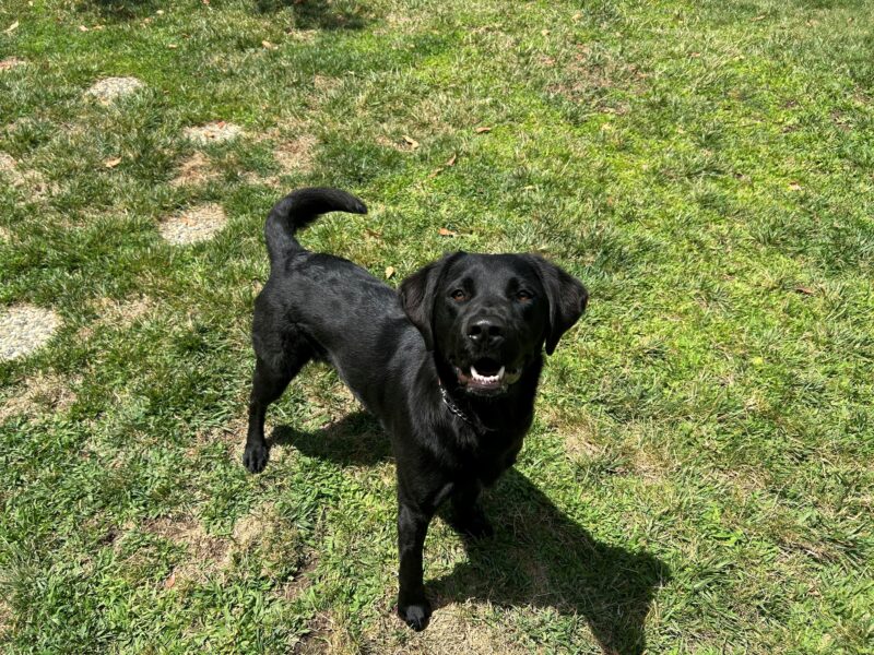 Prima is standing in the grass paddock of the CA campus looking up at the camera. She has her mouth slightly open as she waits for the dog toy to be thrown.