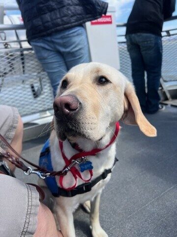 Yellow Lab Rodeo is facing his handler on a Ferry wearing a blue service dog vest, and a red collar.