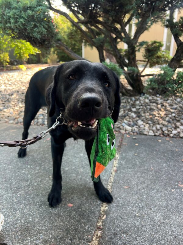 A close up picture of Roxette holding a green squeaky toy in her mouth. She is holding the corner of the toy with a majority of it hanging out from her mouth.