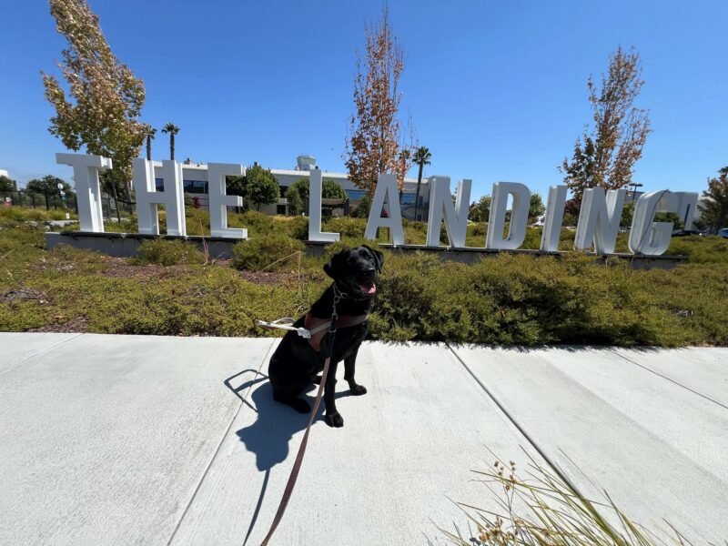Roxette sits in harness with her mouth open and tongue hanging out. In the background is a white sign