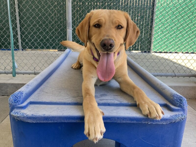 Rubicon lays on a large blue play structure with a big yet relaxed smile.