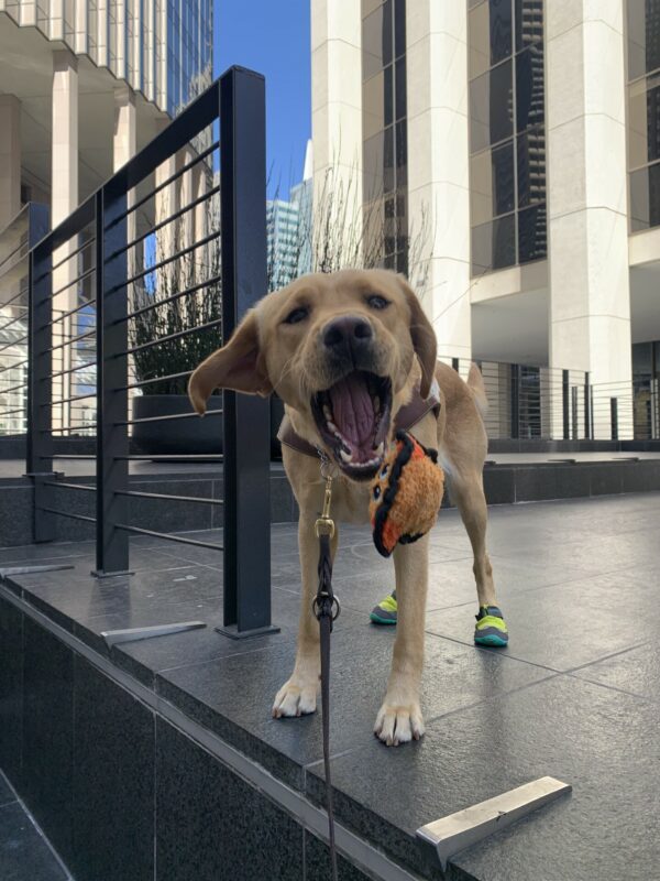 At the end of a city route, Rubicon stands wearing her harness and chartreuse and turquoise boots on her rear feet. Her mouth is wide open as she attempts to catch an orange toy being tossed towards her. One ear is blowing in the wind and tall buildings can be seen in the background along with a sliver of bright blue skies.