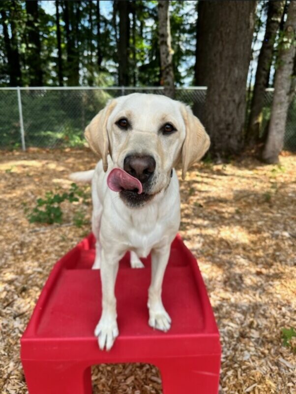 Janey is in a free run area on the Oregon Campus. She's standing on playground equipment, facing the camera and licking her chomps.