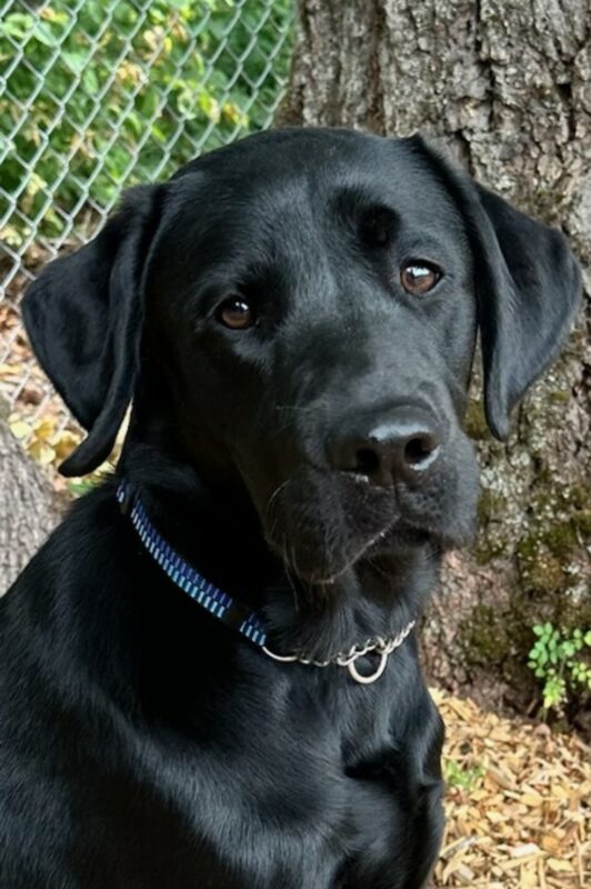 Gunther is in a free run area on the Oregon Campus. It's a close up of his face.