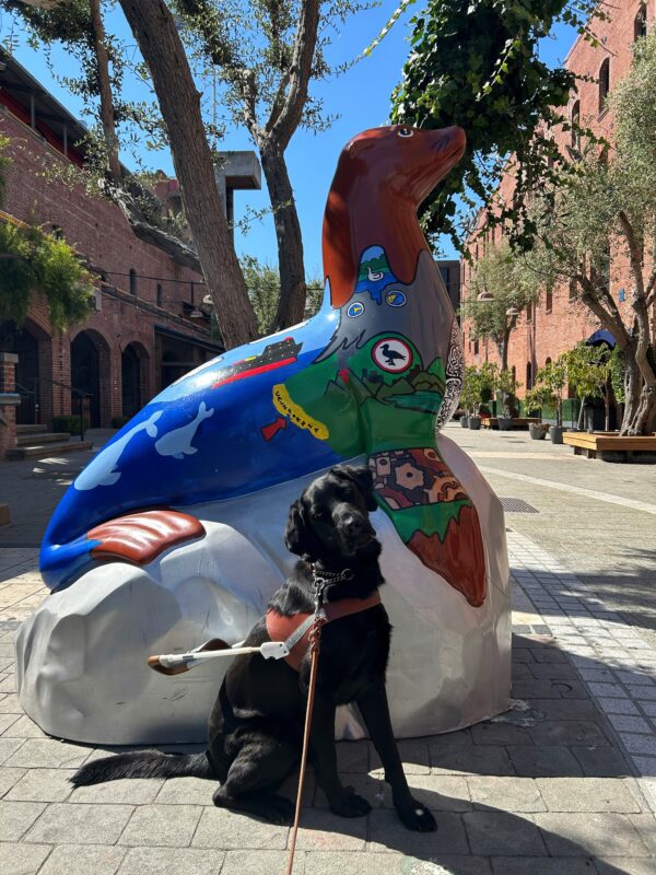 Tawny sits in front of a large sea lion statue while working in San Francisco. She has her head tilted slightly as she looks towards the camera.