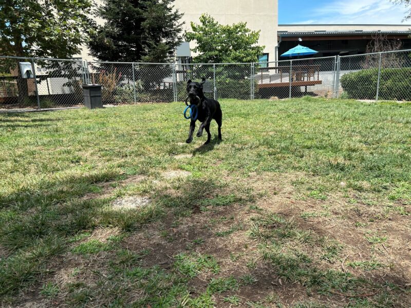 Tawny is pictured mid-jump while playing in the grass paddock of the CA campus. She is holding a three-ring tug toy in her mouth as she runs towards the camera.