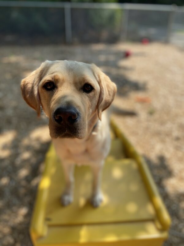 Vicki stands on a set of yellow stairs in a wooded free run area on the Oregon campus. There are bark chips on the ground and a few toys scattered in the background.