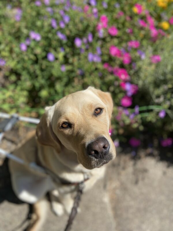 Vicki sits on a sidewalk in her guide dog harness. There is a combination of pink and purple flowers behind her and she is looking intently up at the camera.