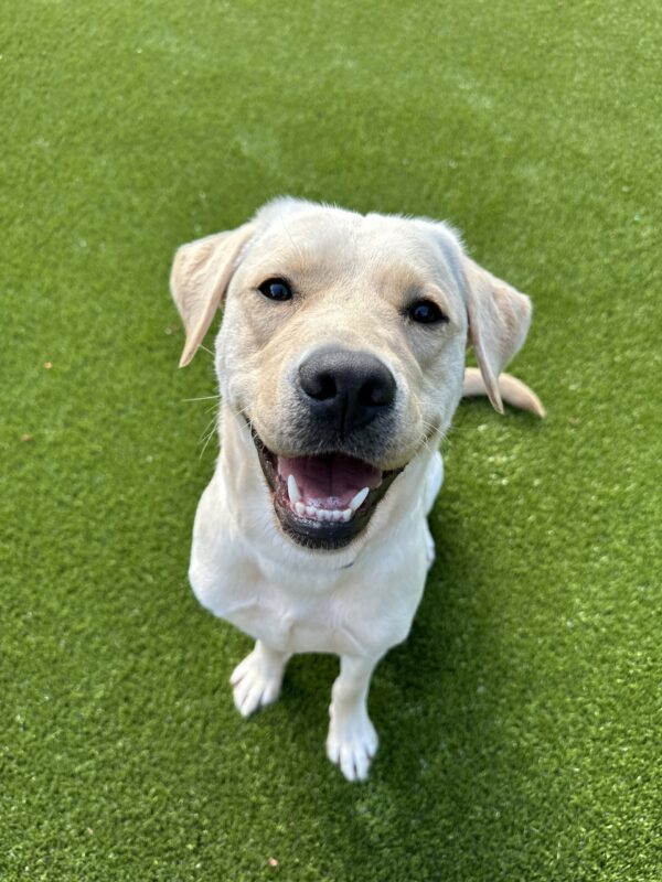 Westa, a female yellow lab, looks up at the camera. She is sitting on green turf.