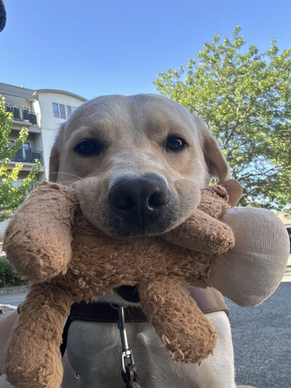 A close up picture of a female yellow lab named