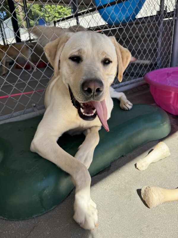 Light yellow lab, Willie, lies on a green bone-shaped play structure. He is looking into the camera while smiling and his tongue hanging out the side of his mouth.