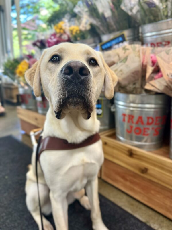 Light yellow lab, Willie, sits in front of a display of flowers at Trader Joe's. He is wearing his harness and looking into the camera seriously.