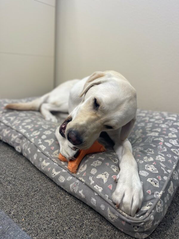Wilshire, a male yellow Labrador, lays on a soft gray bed in an office. He is chewing on a orange 