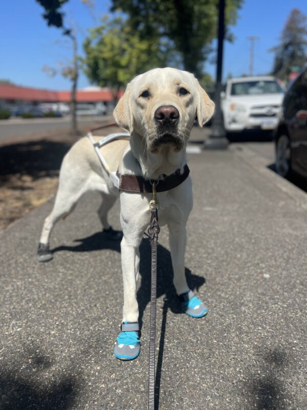 Wilshire, a male yellow Labrador, stands on a cement sidewalk. He is wearing his harness and has teal and black shoes on his feet. He is looking at the camera and has a few trees blurred in the background.
