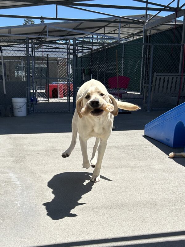 Wilson is holding a bone in his mouth and running towards the camera in community run. His ears are flapping and his paws are in the air as he excitedly runs forward.