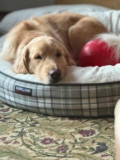 <p>Zinc drifts off to sleep on a big plaid Kirkland dog bed with a red jolly ball tucked in by his side.</p>