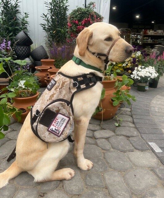 <p>Yellow Lab Champion sitting in a garden center wearing his camo service dog vest.</p>