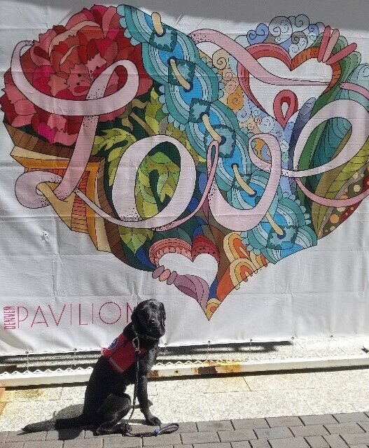 Black Lab sitting in front of a colorful banner.