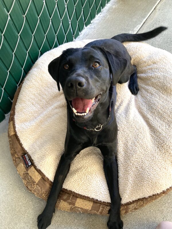 <p>Kendri lays on a dog bed with her mouth open appearing to smile.</p>