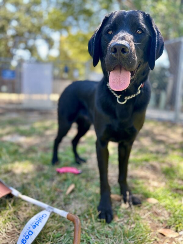 Kingman stands in a grass play yard looking at the camera with his mouth open and his tongue out. There is a small pink toy discarded by his back foot and the edge of a harness with