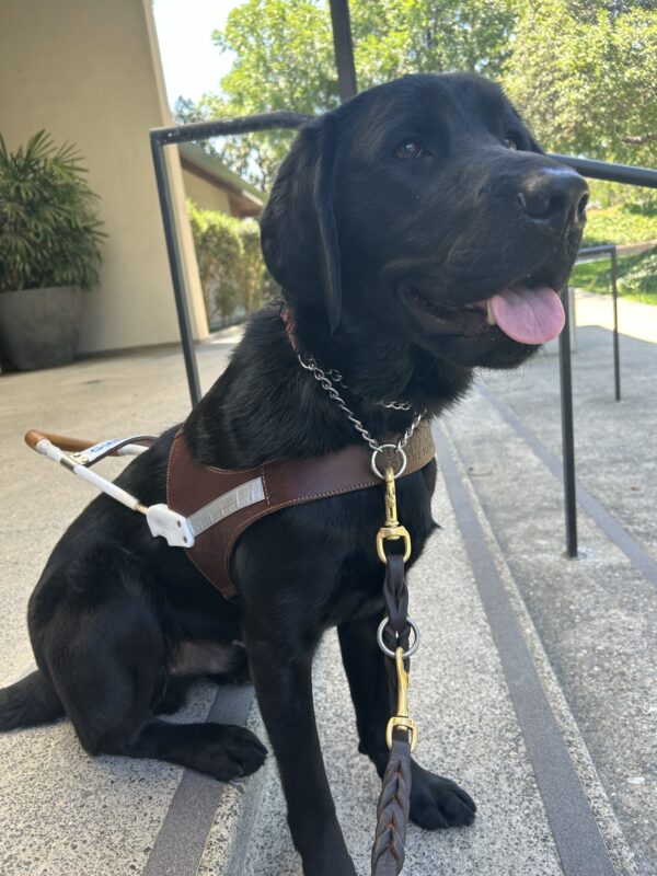 Kingman waits in harness on a set of steps. He is sitting on the top step with his front paws on the step below. He is looking off in the distance with a relaxed expression and his mouth open.