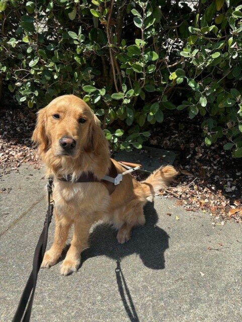 Lager sits in the sun in his GDB harness. There is a large bush behind him.