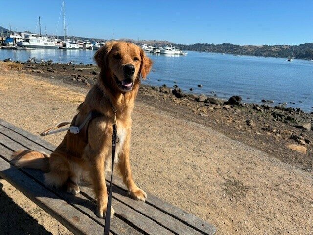 Nugget sits in harness on a wooden bench. He is looking at the camera. The bay is visible with a harbor and various sailboats.