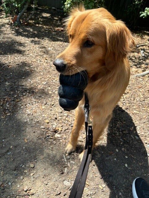 Nugget holds a large black kong in his mouth in a dirt play area. He gaze is off camera.