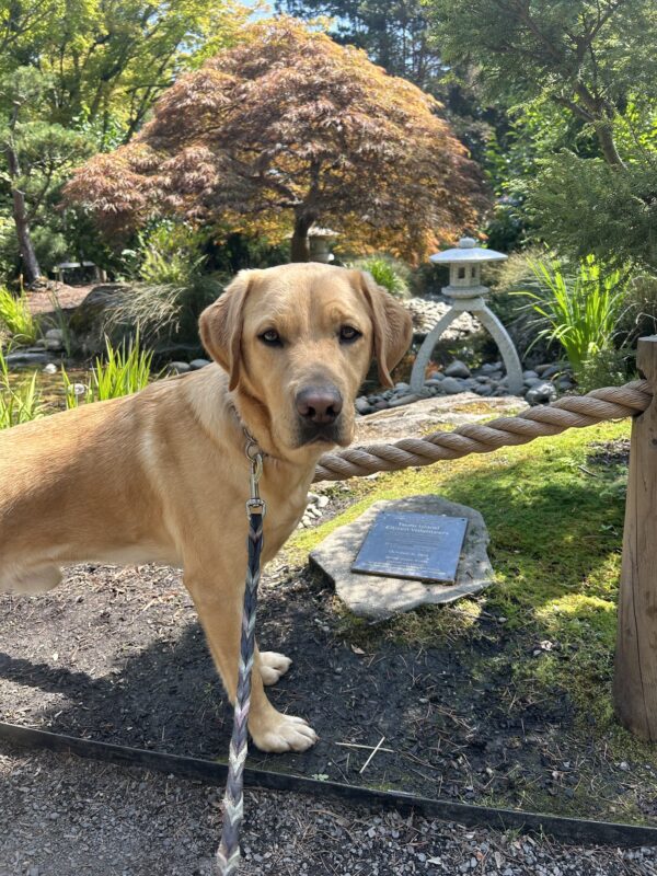 Yellow lab Owen has his paws in a mulched area while on an enrichment walk. Behind him, a variety of foliage and statues within a Japanese garden can be seen.