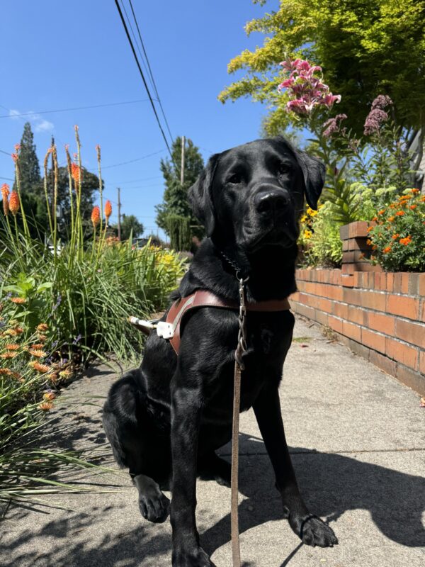 Ergo sits in harness on a sidewalk, surrounded by bright flowers in many different colors.