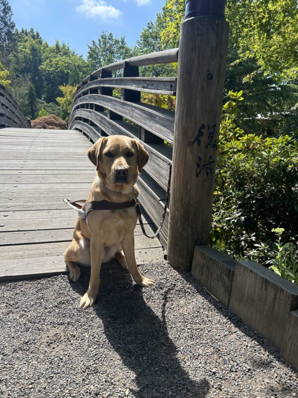 Handsome yellow lab Owen proudly sits in his guide dog harness at the base of a wooden bridge. A variety of foliage is seen behind him on a bright, sunny day.