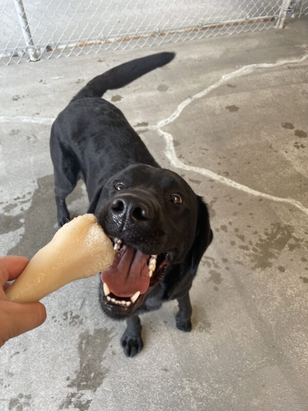 Ergo is in Community Run, reaching with his mouth to grab a Nylabone that the photographer is holding.