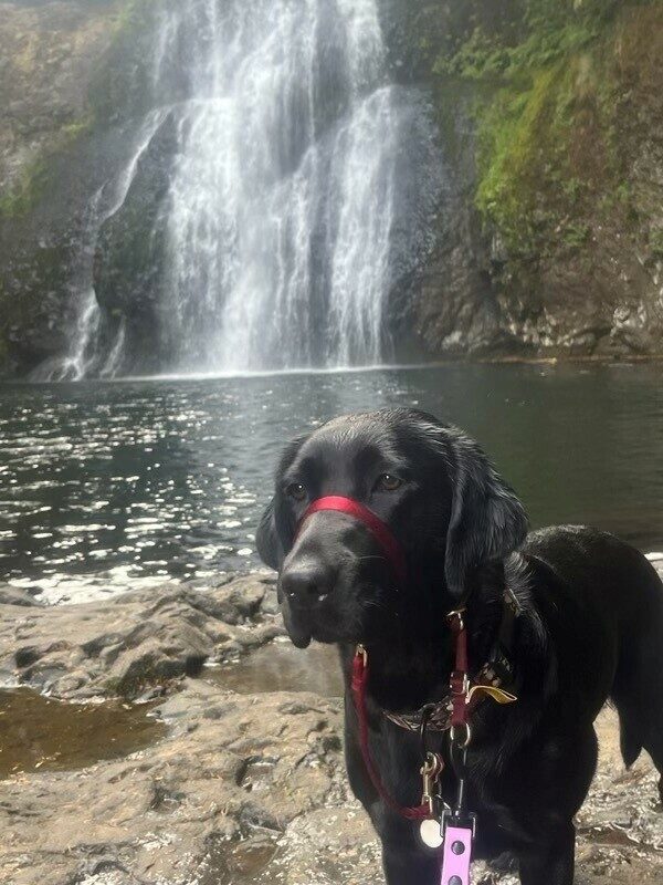 Black Lab Wiki in her red headcollar standing in front of a beautiful waterfall.