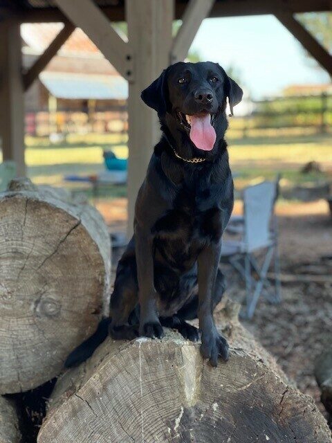 Black Lab Wiki posing on a huge log in a stack of logs in a fenced yard with a covered area.