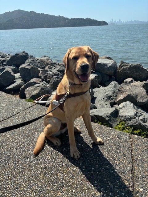 Bosco is sitting on a paved pathway overlooking the water in Sausalito. He is wearing his harness and smiling up at the camera.